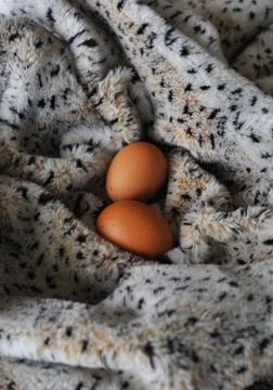 Two brown eggs Stock Photos