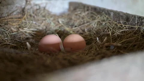 Two brown eggs rest in a nest of straw Video stock 340506087