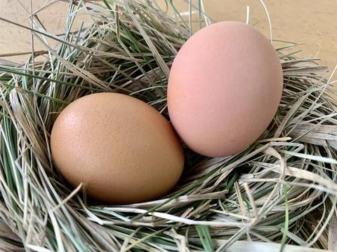 Two brown eggs sit nestled comfortably in a straw nest, showcasing natural Foto stock