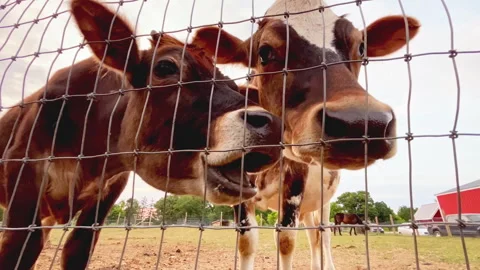 Two brown farm cows  eating by a fence Stock Footage 328625330
