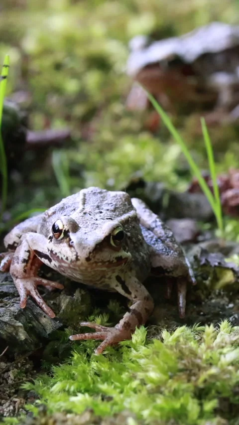 Two brown frogs resting together on moss. Vertical Stock Footage 334658213