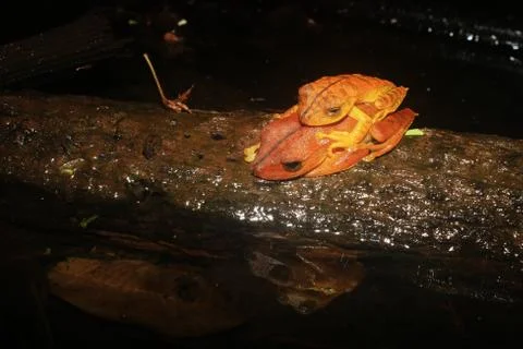 Two brown frogs sleeping on top of eachother and mirrored in the water Stock Photos