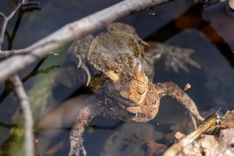 Two brown frogs in the water in mating season, close up Stock Photos