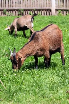 Two brown goat pasture on spring Stock Photos
