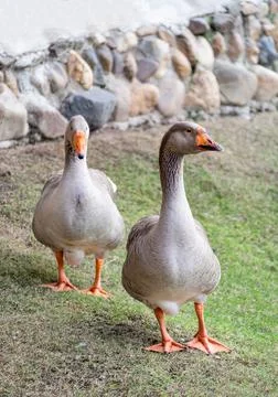 Two brown goose Stock Photos