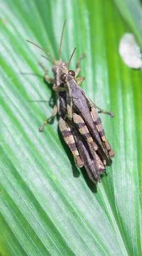 Two brown grasshopper's mating Stock Photos