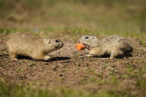 Two brown ground squirrels fighting over a piece of orange carrot Stock Photos