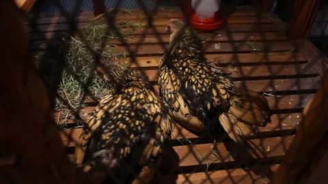Two brown-haired chickens Stock Footage 280444239