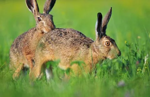 Two brown hare Stock Photos