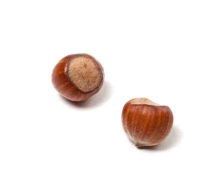 Two brown hazelnuts Stock Photos