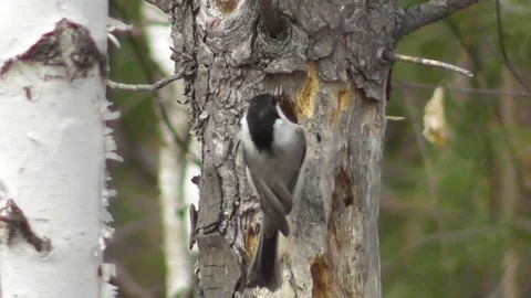 Two brown-headed nuts make a hollow in an old pine tree Stock-Footage 118804468