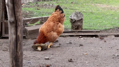 Two brown hens clashed over food Stock Footage 168148502