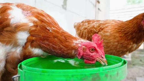 Two brown hens drinking water from green bucket on farm close-up Stock-Footage 341078561