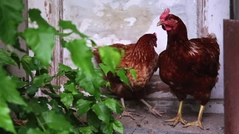 Two brown Hens Gallus Gallus Domesticus standing carefully behind leaves in f Stock Footage 150206492