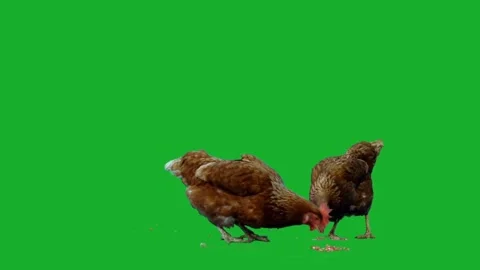 Two Brown Hens Pecking on Green Screen Chroma Key Isolated Background Stock Footage 265149174