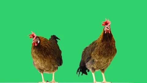 Two brown hens vocalizing with original natural sound on green screen. Video stock 339003244