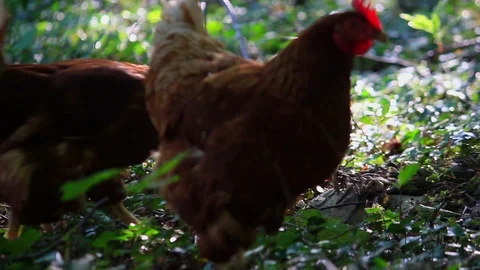 Two brown hens walking around in a forest and searching something to eat. Stock Footage 110817993