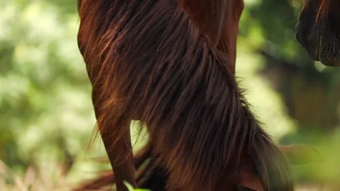 Two Brown Horses in Close-Up Standing in a Lush Green Natural Setting Video stock 344835159