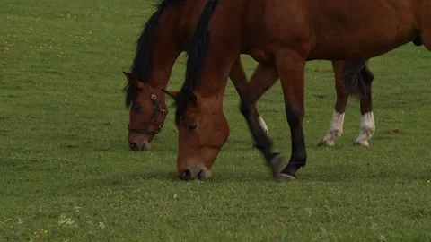 Two brown horses eating grass in a field. Medium shot, the frame shows a gre Stock Footage 315210887