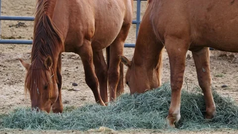 Two Brown Horses At Feeding Time. Stock Footage 220726985