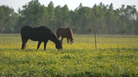 Two Brown Horses Stock Footage 32678399