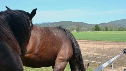 Two brown horses graze behind the fence in Slovenia rural countryside farm Stock Footage 155226402