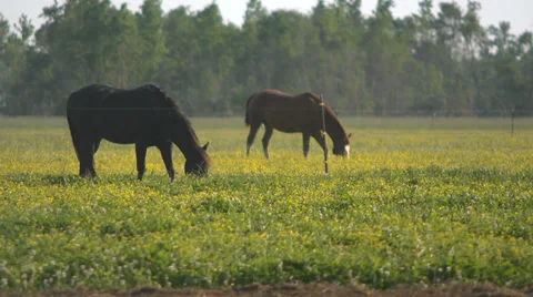 Two Brown Horses Grazing 2 Stock Footage 32678710
