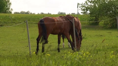 Two brown horses grazing grass in a field Stock Footage 314266468
