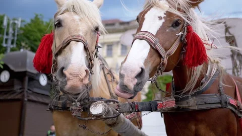 Two Brown Horses in Harness Funny Shake Heads in a Harness on a Town Square Stock Footage 293166113