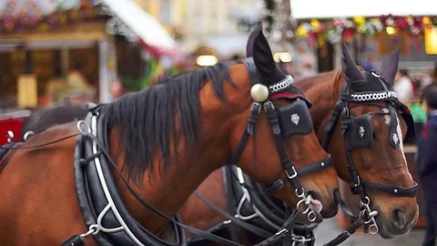 Two brown horses in harness on the square Stock Footage 75085781