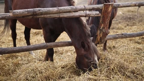 Two brown horses in a pen behind a wooden fence. The animals eat dry grass. Even Stock Footage 309938426