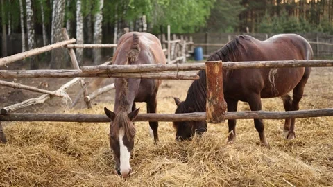 Two brown horses in a pen behind a wooden fence. The animals eat dry grass. Even Stock Footage 309938490