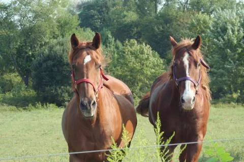 Two brown horses Stock Photos