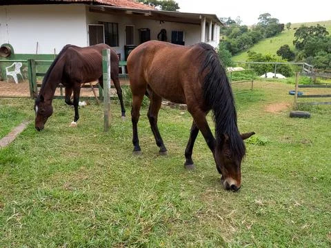 Two brown horses Stock Photos