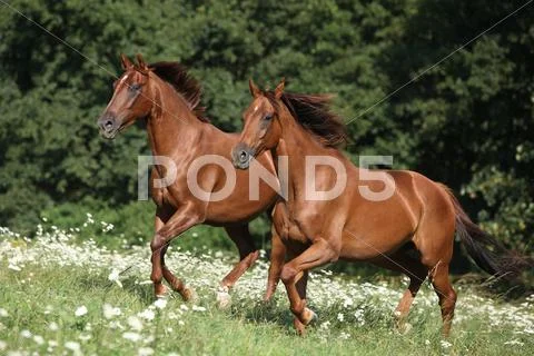 Two brown horses running Stock Photos