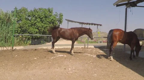 Two brown horses in stable Stock Footage 50967880