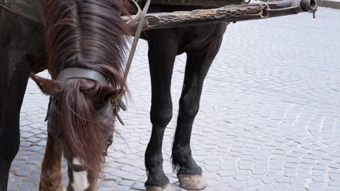 Two Brown Horses Stand in a Team Harnessed to a Cart on a City Street Stock-Footage 283672580