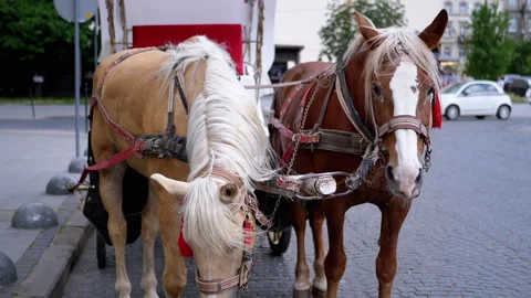 Two Brown Horses Stand in a Team Harnessed to a Cart on a City Street Stock-Footage 283673743