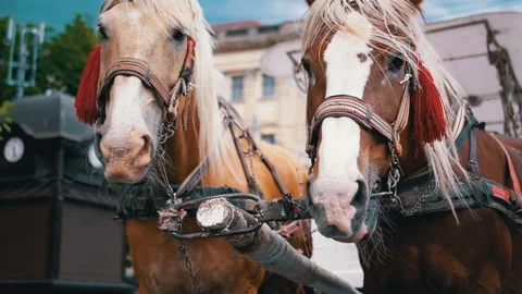 Two Brown Horses Stand in a Team Harnessed to a Cart on a City Street Stock Footage 283673902