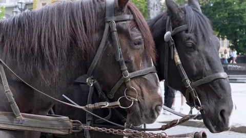 Two Brown Horses Stand in a Team Harnessed to a Cart on a City Street Stock Footage 293162233