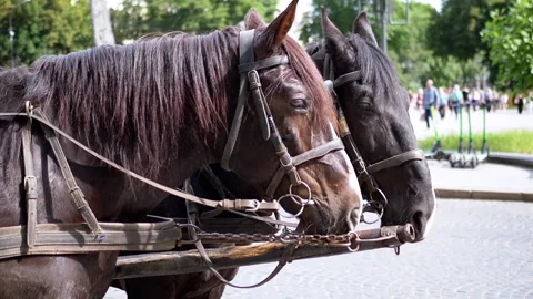 Two Brown Horses Stand in a Team Harnessed to a Cart on a City Street Stock Footage 293162952