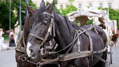 Two Brown Horses Stand in a Team Harnessed to a Cart on a City Street Stock Footage 293163159