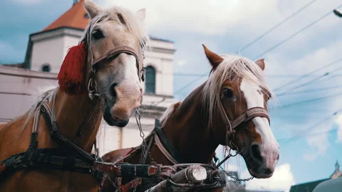Two Brown Horses Stand in a Team Harnessed to a Cart on a City Street Stock Footage 293163219