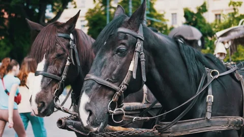 Two Brown Horses Stand in a Team Harnessed to a Cart on a City Street Stock Footage 293163679