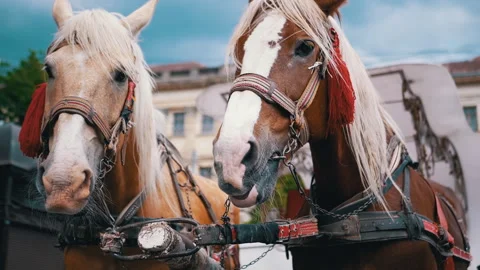 Two Brown Horses Stand in a Team Harnessed to a Cart on a City Street Stock Footage 293164119