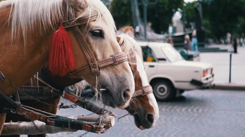 Two Brown Horses Stand in a Team Harnessed to a Cart on a City Street Stock Footage 293165791