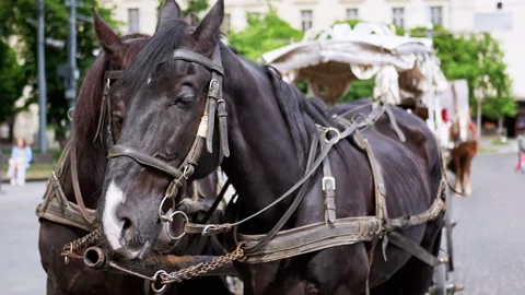Two Brown Horses Stand in a Team Harnessed to a Cart on a City Street Stock Footage 293165972