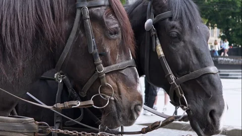 Two Brown Horses Stand in a Team Harnessed to a Cart on a City Street Stock-Footage 293166043