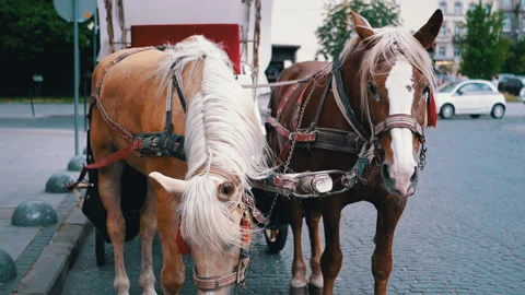 Two Brown Horses Stand in a Team Harnessed to a Cart on a City Street Stock Footage 293166516