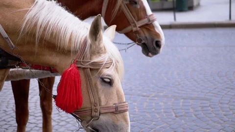 Two Brown Horses Stand in a Team Harnessed to a Cart on a City Street Stock Footage 293168177